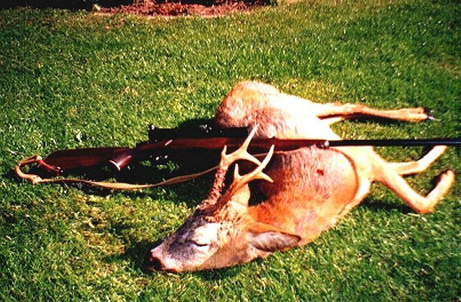 Palle Stensbjerg. benr.d. 17 maj om morgenen kl. 6.45 med cal 6,5 x 55. Norma Oryx 10,1 g. Skudafstand 60 meter.